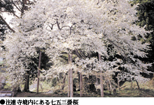 注連寺境内にある七五三掛桜