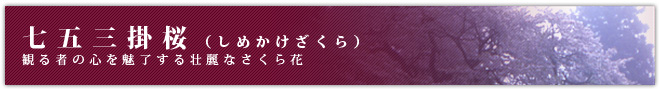 四季の彩り。観る者の心を魅了する壮麗なさくら花